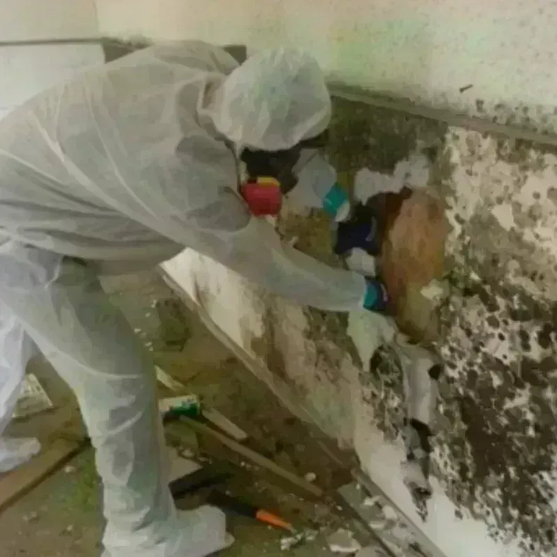 Mold Remediation and Removal in Lajas, PR